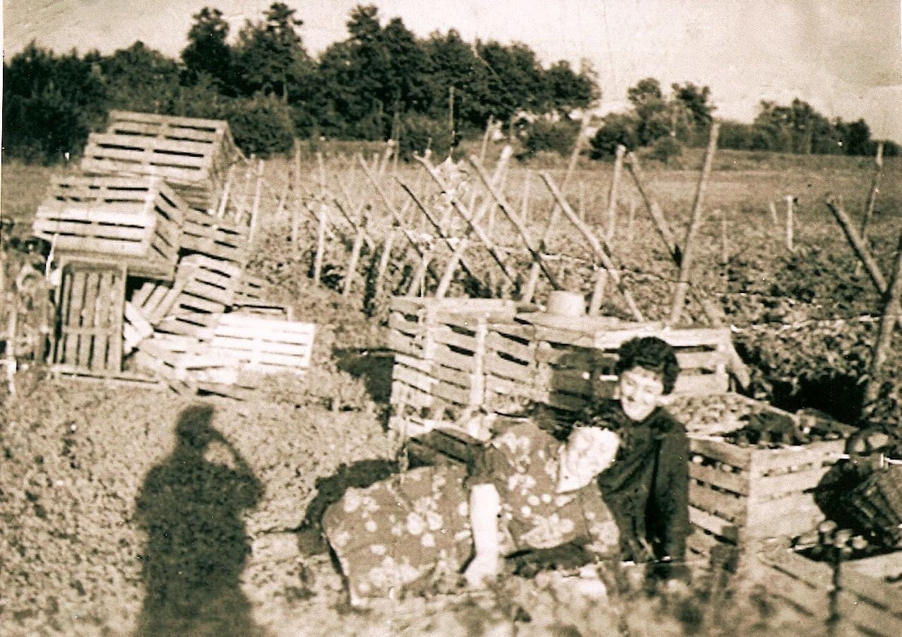 畑の収穫箱と、作物を抱える子どもを写した農園の歴史写真